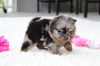 Lexi, a female Pomeranian for sale in Fresno, OH – 6 of 9