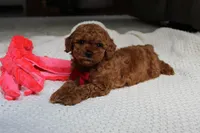 Tony, a male Poodle - Toy  for sale in Fresno, OH – 8 of 9