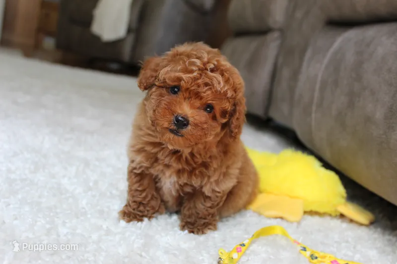 Tucker – Poodle - Toy  puppy for sale in Fresno, OH