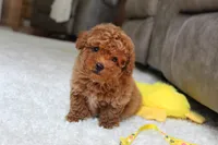 Tucker, a male Poodle - Toy  for sale in Fresno, OH – 6 of 7