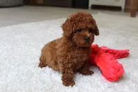 Theo, a male Poodle - Toy  for sale in Fresno, OH – 3 of 3