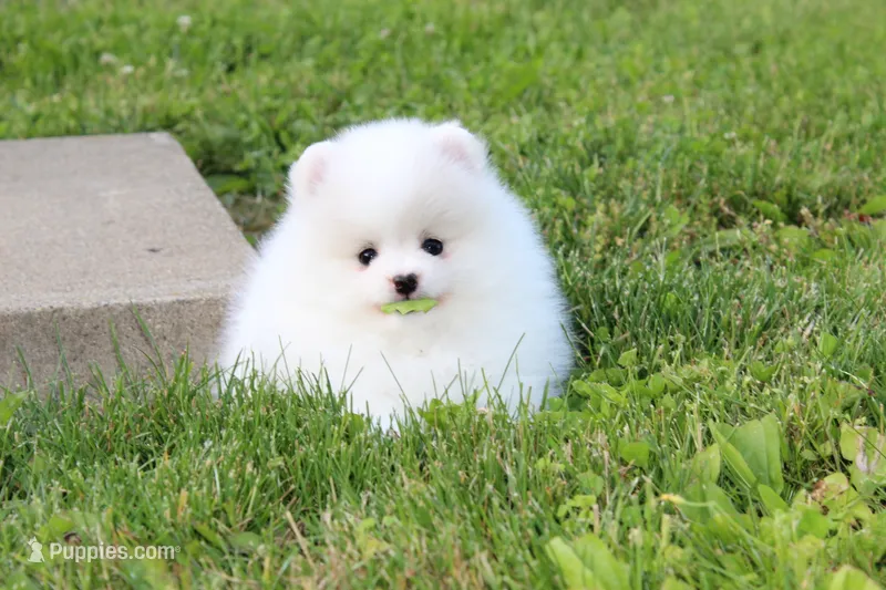 Emmy – Pomeranian puppy for sale in Fresno, OH