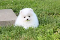 Emmy, a female Pomeranian for sale in Fresno, OH – 1 of 6