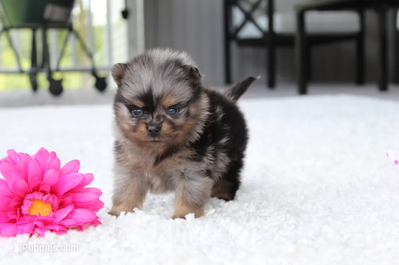Lexi – Pomeranian puppy for sale in Fresno, OH