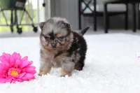 Lexi, a female Pomeranian for sale in Fresno, OH – 1 of 9