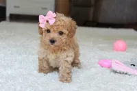 Lexy, a female Bichpoo for sale in Fresno, OH – 2 of 9