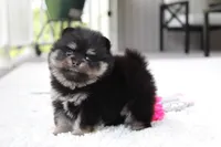 Tessa, a female Pomeranian for sale in Fresno, OH – 4 of 7