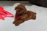 Tony, a male Poodle - Toy  for sale in Fresno, OH – 3 of 9