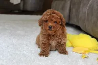 Tucker, a male Poodle - Toy  for sale in Fresno, OH – 1 of 7