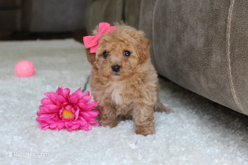 Sasha – Bichpoo puppy for sale in Fresno, OH