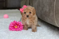 Sasha, a female Bichpoo for sale in Fresno, OH – 1 of 5