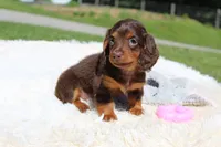 Olivia, a female Miniature Dachshund for sale in Fresno, OH – 2 of 8