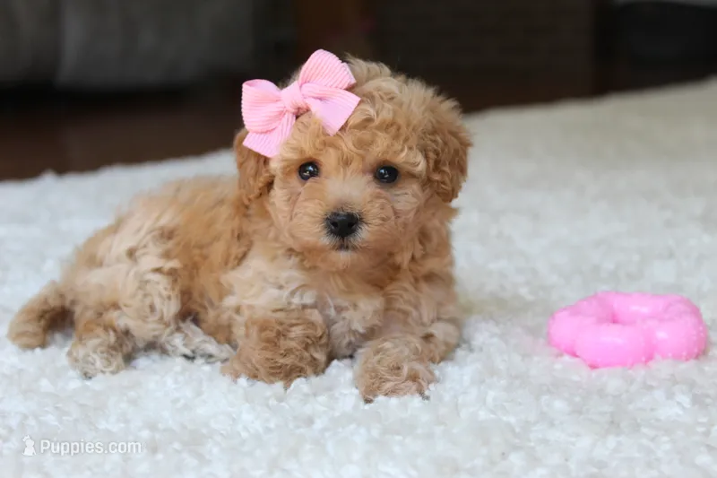 Lexy – Bichpoo puppy for sale in Fresno, OH