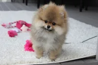 Paisley, a female Pomeranian for sale in Fresno, OH – 2 of 8