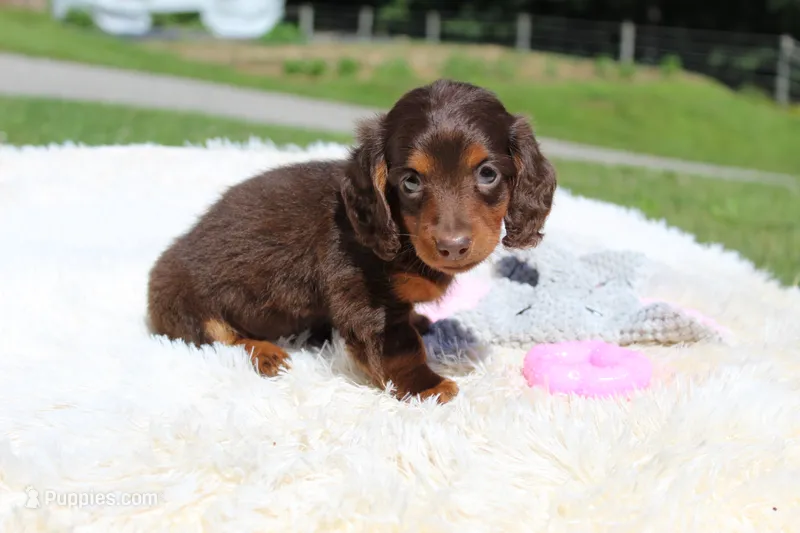 Olivia – Miniature Dachshund puppy for sale in Fresno, OH