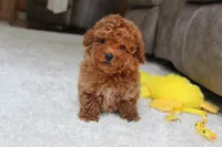 Tucker, a male Poodle - Toy  for sale in Fresno, OH – 2 of 7