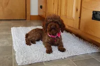 Teacup Mia, a female Poodle - Toy  for sale in Fresno, OH – 7 of 8