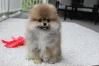 Paisley, a female Pomeranian for sale in Fresno, OH – 4 of 8