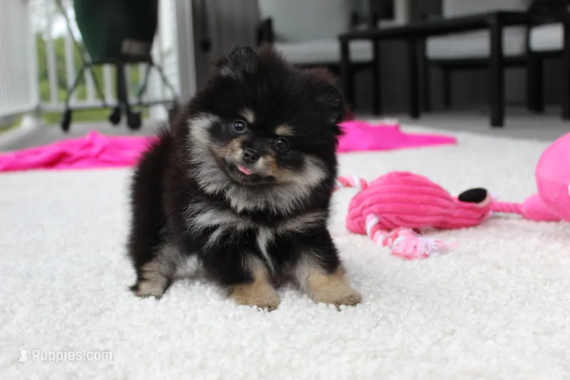 Tessa – Pomeranian puppy for sale in Fresno, OH