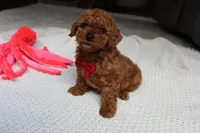 Tony, a male Poodle - Toy  for sale in Fresno, OH – 7 of 9