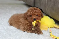 Tucker, a male Poodle - Toy  for sale in Fresno, OH – 5 of 7