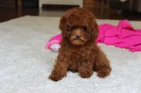 Teacup Mia, a female Poodle - Toy  for sale in Fresno, OH – 5 of 8