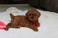 Tony, a male Poodle - Toy  for sale in Fresno, OH – 2 of 9