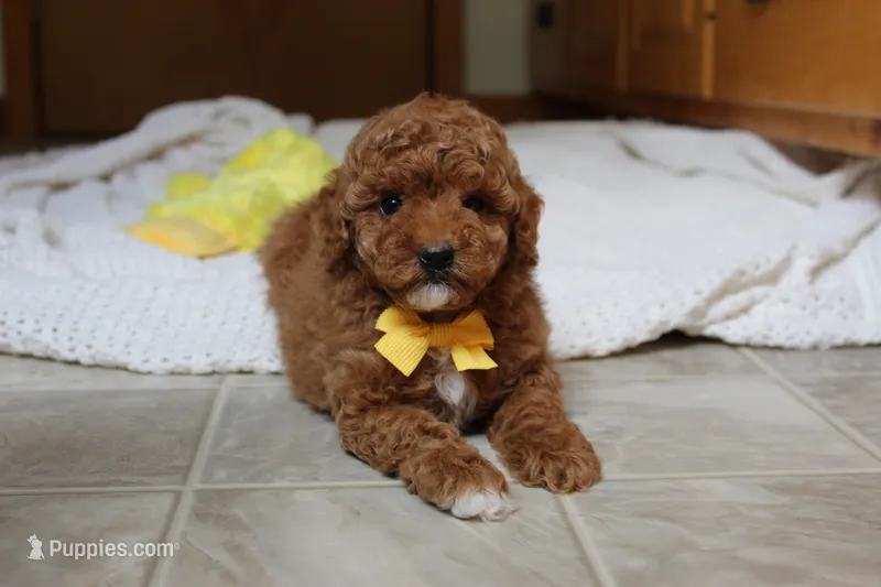 Tommy – Poodle - Toy  puppy for sale in Fresno, OH