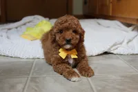 Tommy, a male Poodle - Toy  for sale in Fresno, OH – 1 of 3