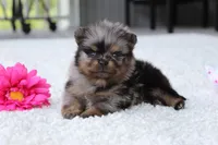 Lexi, a female Pomeranian for sale in Fresno, OH – 4 of 9