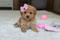 Lexy, a female Bichpoo for sale in Fresno, OH – 3 of 9