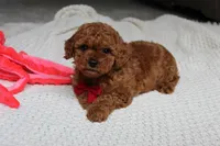 Tony, a male Poodle - Toy  for sale in Fresno, OH – 4 of 9