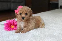 Sasha, a female Bichpoo for sale in Fresno, OH – 2 of 5