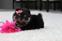Tessa, a female Pomeranian for sale in Fresno, OH – 3 of 7