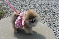 Paisley, a female Pomeranian for sale in Fresno, OH – 8 of 8