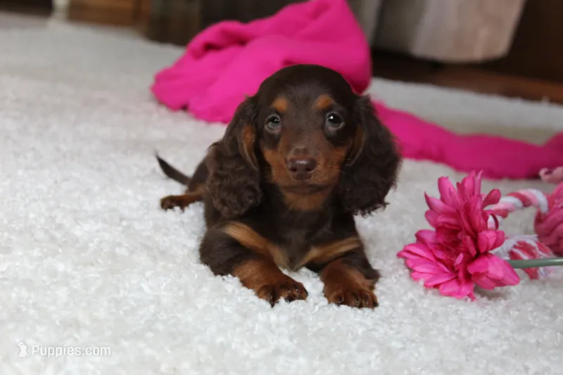 Olivia – Miniature Dachshund puppy for sale in Fresno, OH