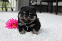 Tessa, a female Pomeranian for sale in Fresno, OH – 5 of 7