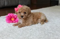 Sasha, a female Bichpoo for sale in Fresno, OH – 3 of 5