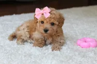 Lexy, a female Bichpoo for sale in Fresno, OH – 6 of 9