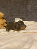 Eli, a male Miniature Dachshund for sale in Ocilla, GA – 5 of 6