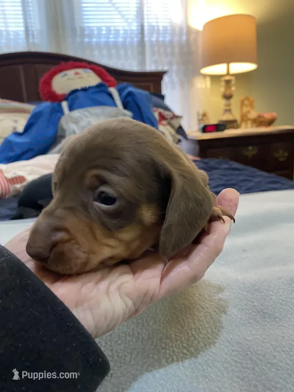 Tate, a male Miniature Dachshund for sale in Ocilla, GA – Photo 1 of 2