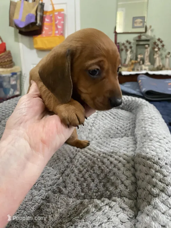 Tate – Miniature Dachshund puppy for sale in Ocilla, GA
