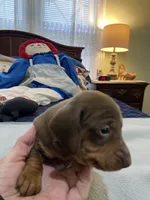 Tate, a male Miniature Dachshund for sale in Ocilla, GA – Photo 2 of 2