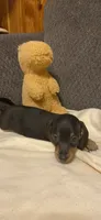 Ezra, a male Miniature Dachshund for sale in Ocilla, GA – 1 of 5