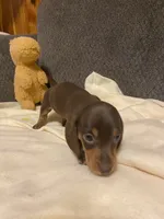 Eli, a male Miniature Dachshund for sale in Ocilla, GA – 4 of 6