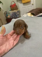 Tate, a male Miniature Dachshund for sale in Ocilla, GA – Photo 2 of 4