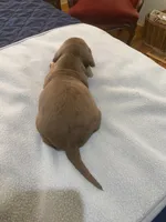 Tate, a male Miniature Dachshund for sale in Ocilla, GA – Photo 3 of 4