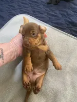 Tate, a male Miniature Dachshund for sale in Ocilla, GA – Photo 4 of 4