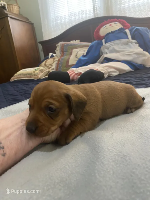 Tate, a male Miniature Dachshund for sale in Ocilla, GA – Photo 1 of 4