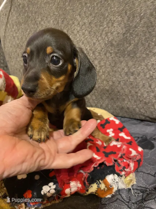 Ezra – Miniature Dachshund puppy for sale in Ocilla, GA